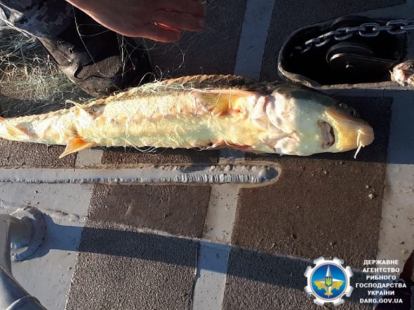 Азовський рибоохоронний патруль попередив порушення на понад 1 млн грн збитків
