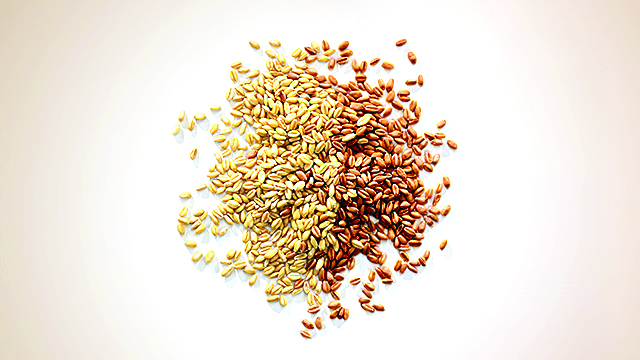 Вибір протруйників та підготовка до сівби ярої пшениці