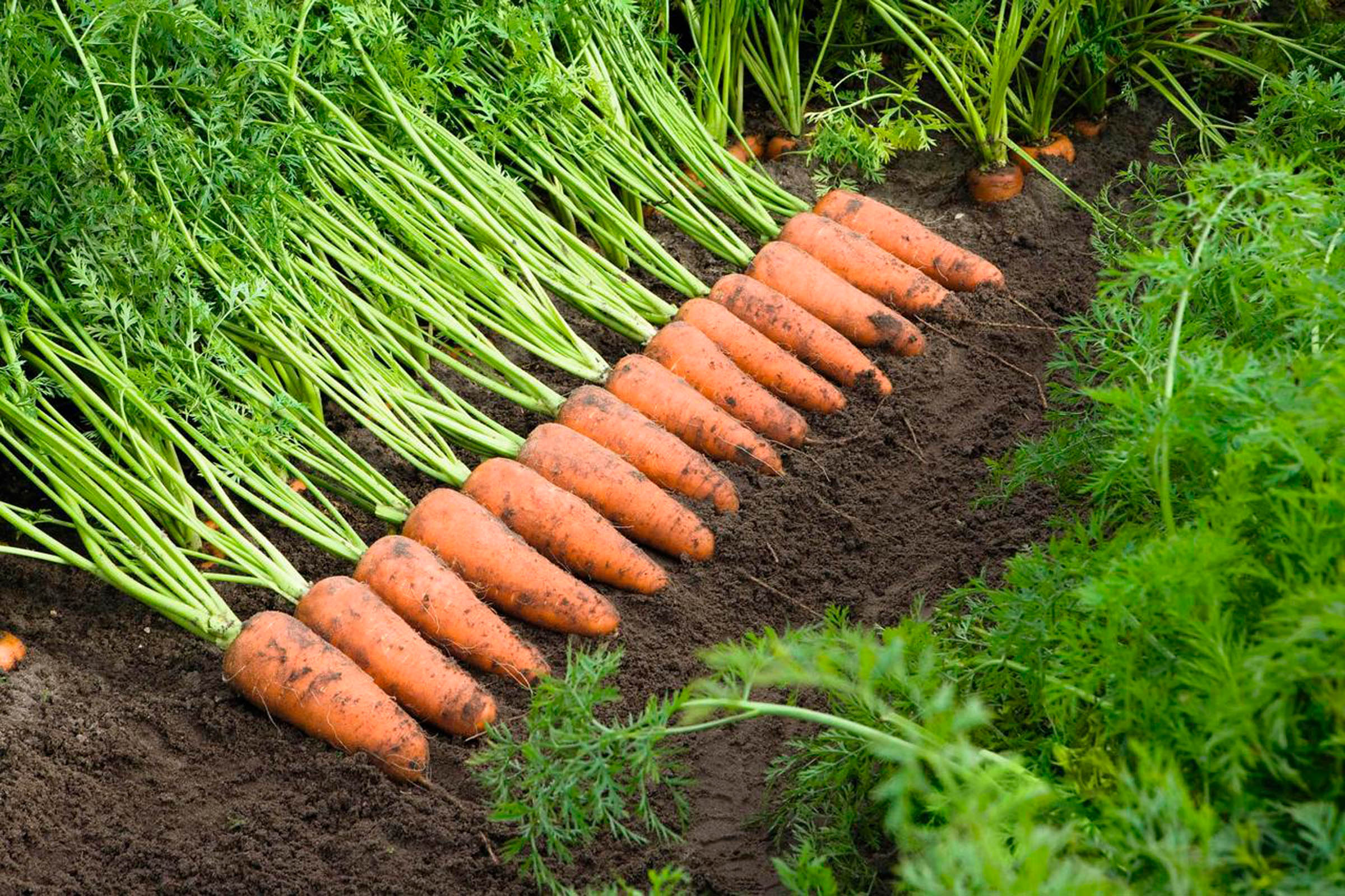Морковь гибриды. Морковь Кардифф f1. Морковь Каскад f1. Семена морковки Кардиф. Семена морковь Каскад.