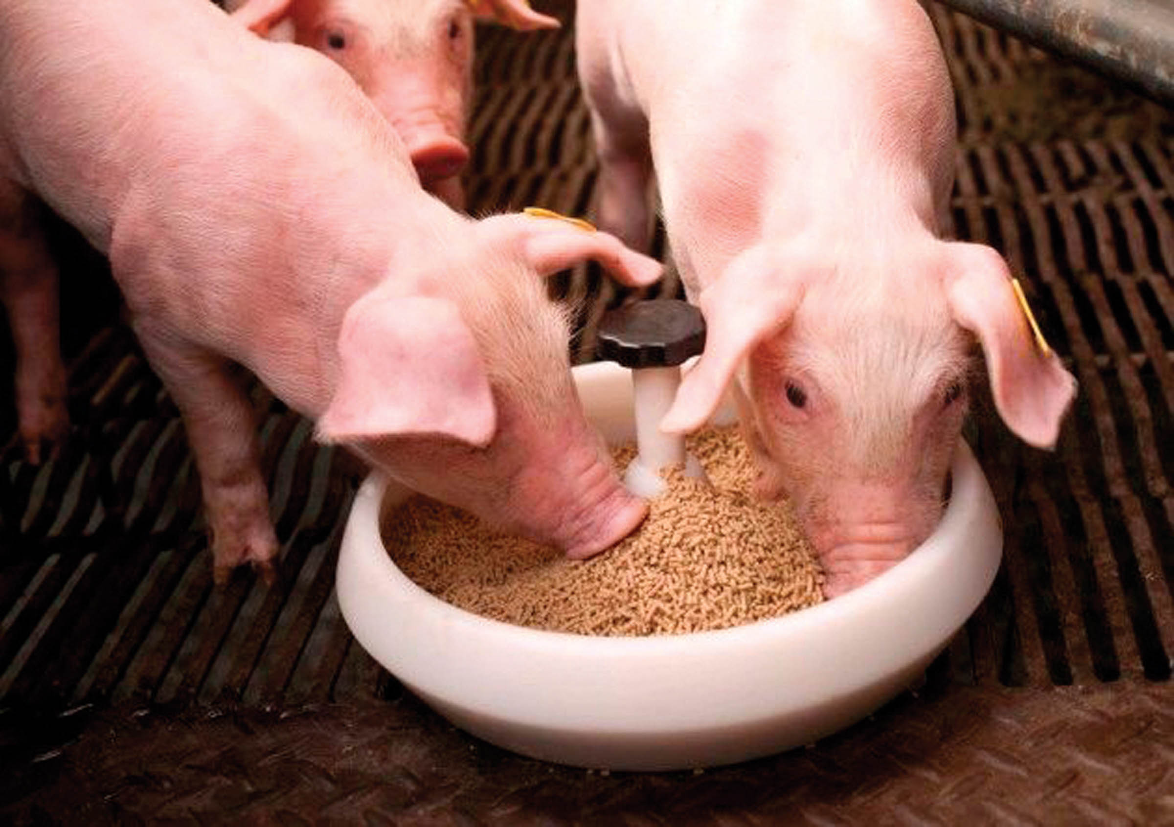 Скармливают свиньям. Комбикорм СПК 4 для свиней. Кормление животных. Кормление свиней. Зерно для свиней.