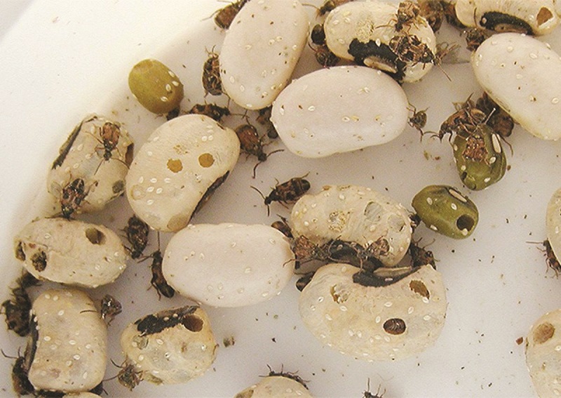 Мікроорганізми та шкідники – «мешканці» зернової маси