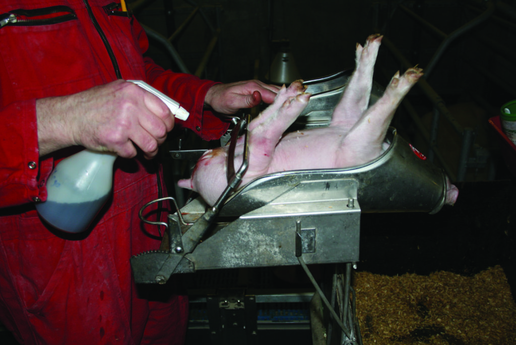 Основні правила полегшення болю та лікування свиней