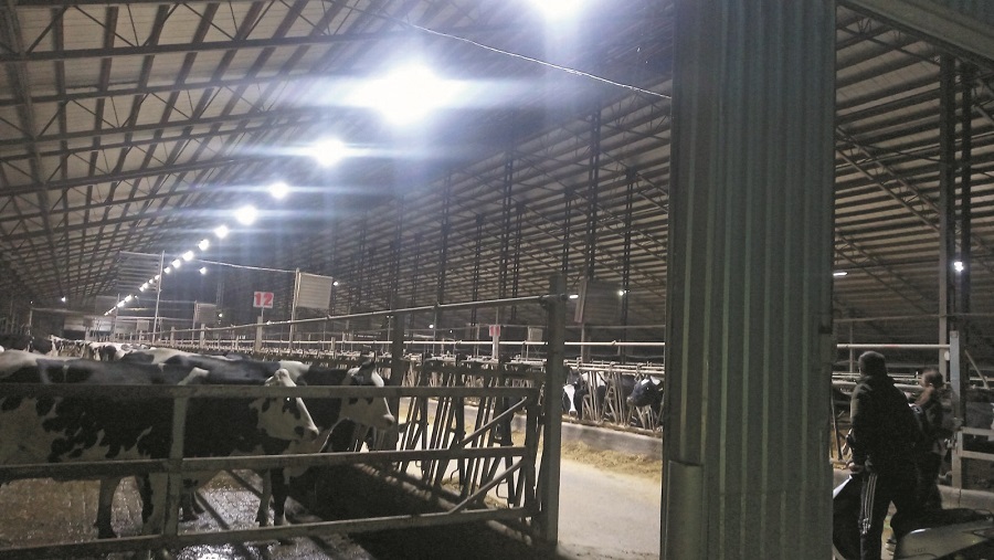 Правильне освітлення у корівнику – багато молока на фермі