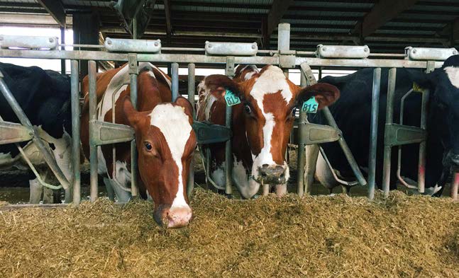 Кетоз корів – хвороба неналежного менеджменту